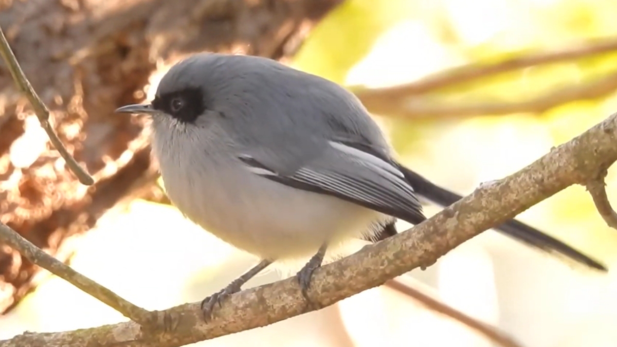 A espécie é considerada uma das mais ativas da fauna brasileira, raramente ficando parada em qualquer momento do dia a dia - (Fotos: Reprodução/YouTube)