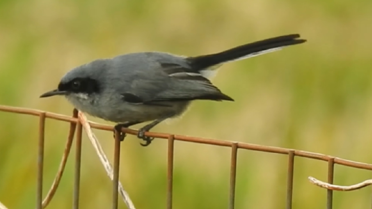 Conhecido como o "zorro" dos jardins, o macho da espécie possui uma fita preta que atravessa os olhos, lembrando uma máscara.