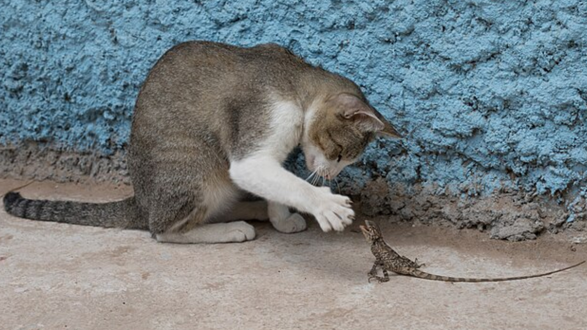 Contato com terra e briga entre gatos aumenta o risco de infecção