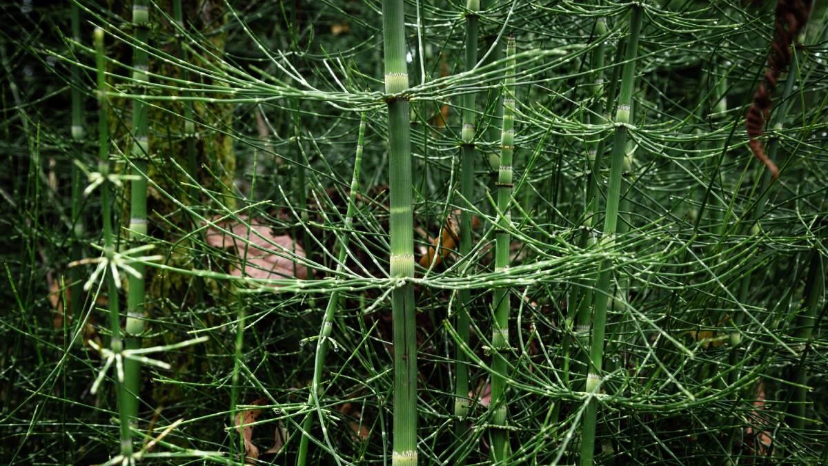 O bambu mossô é a planta que cresce mais rápido do mundo, podendo atingir até 1 metro por dia