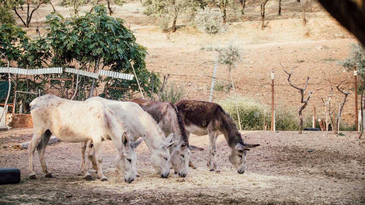 O tráfego dos burros também ajuda a romper a crosta superficial do solo, facilitando a infiltração da chuva e promovendo a germinação de sementes nativas
