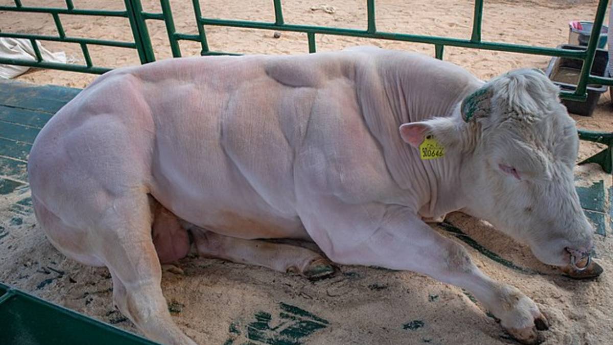 Um bovino com músculos tão definidos que parece ter saído de uma academia (Foto: Homoatrox/ Wikimedia Commons)
