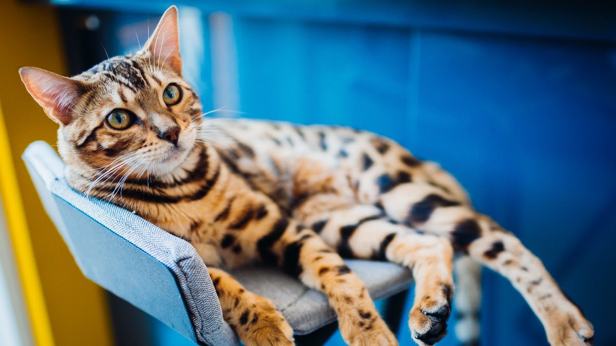 Em testes filmados com câmera de alta velocidade, os pesquisadores observaram que os gatos giram primeiro a parte dianteira do corpo e depois a traseira