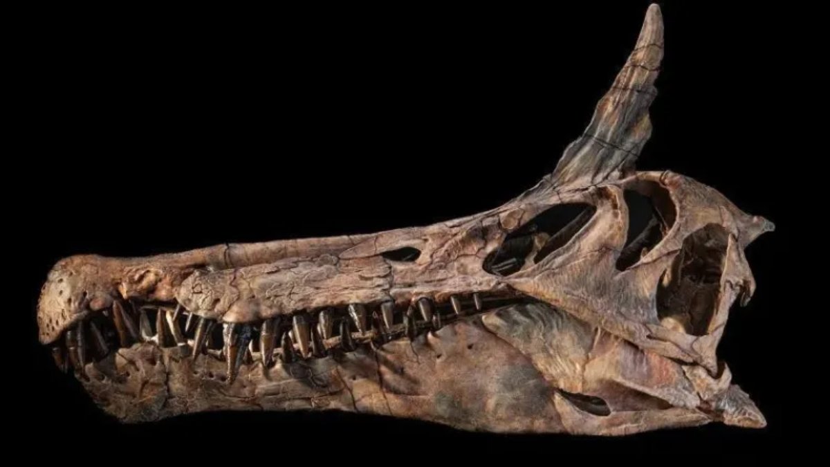 Fósseis encontrados no Níger revelam o Spinosaurus mirabilis, uma nova espécie que pode mudar o entendimento sobre esses predadores pré-históricos (Foto: Keith Ladzinsk/Universidade de Chicago)