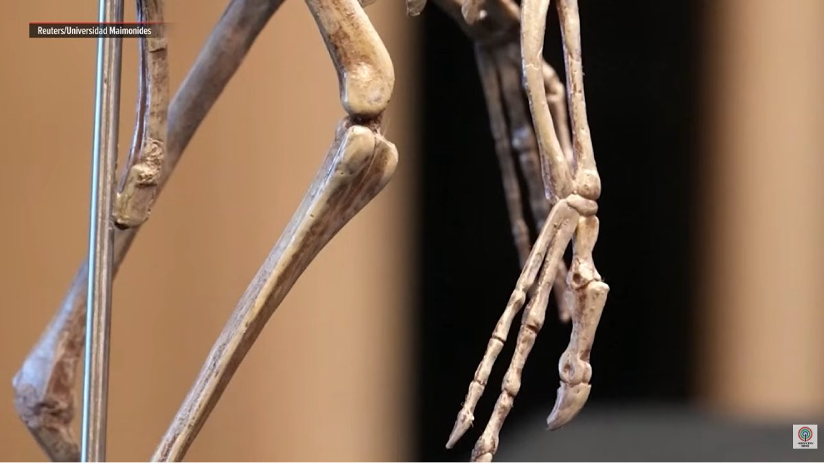 Além disso, o achado amplia o entendimento sobre a origem e a evolução dos alvarezsaurídeos ao redor do mundo (Fotos: Reprodução/Youtube/Reuters)