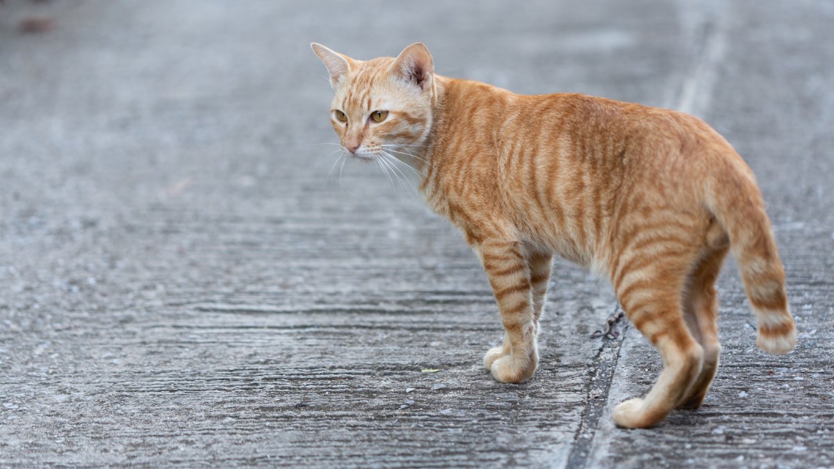 Essa diferença de flexibilidade na coluna pode não apenas ajudar na aterrissagem, mas também contribuir para a agilidade característica dos gatos (Fotos: Freepik)