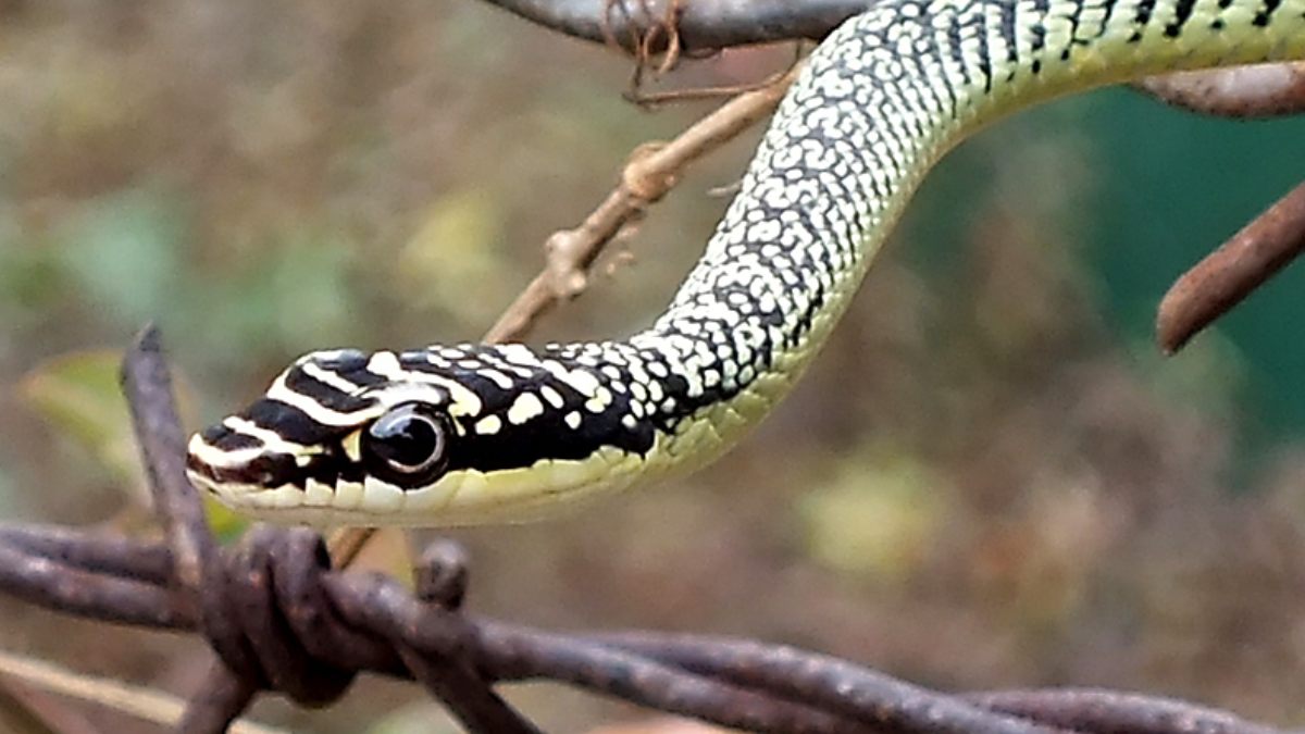 Animal foi descoberto em região de cavernas no Cambodja. Foto: Wikimedia Commons