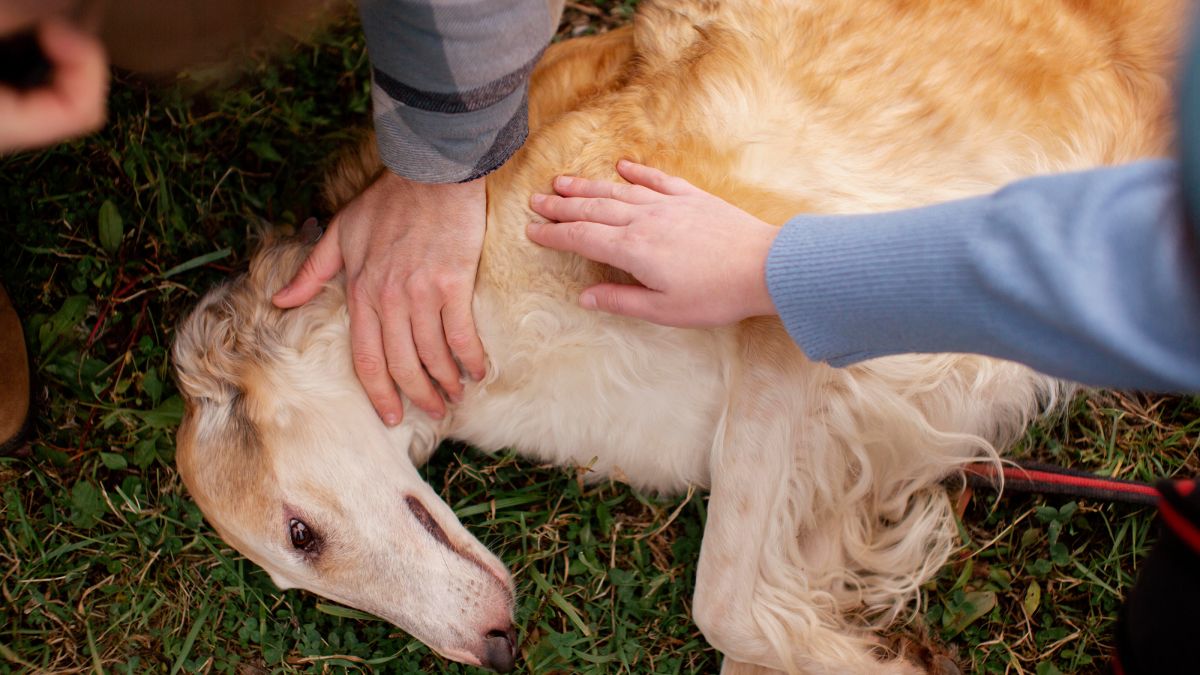 Promover interações graduais e positivas assegura que a experiência do passeio seja benéfica tanto para o animal quanto para a coletividade, reforçando hábitos de segurança e boas práticas na cidade (Fotos: Freepik)
