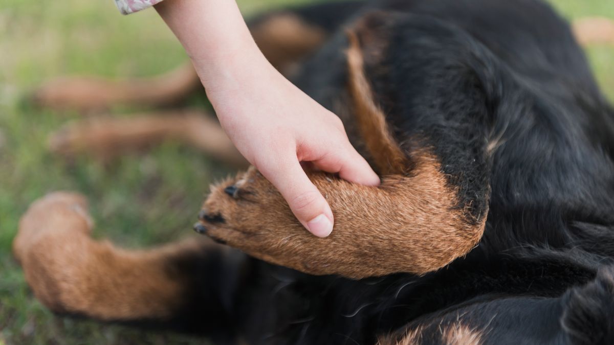 Ambientes urbanos exigem que o pet saiba se comportar próximo a estranhos e outros cachorros sob o comando direto do tutor