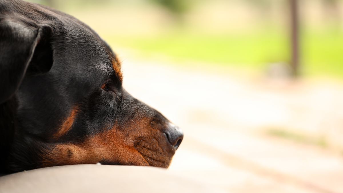Para o veterinário Enzo Roubaud, em entrevista ao portal La Vanguardia, atribuir o comportamento apenas à forma como o cão é tratado em casa é uma visão simplista e "castigadora" para o tutor.