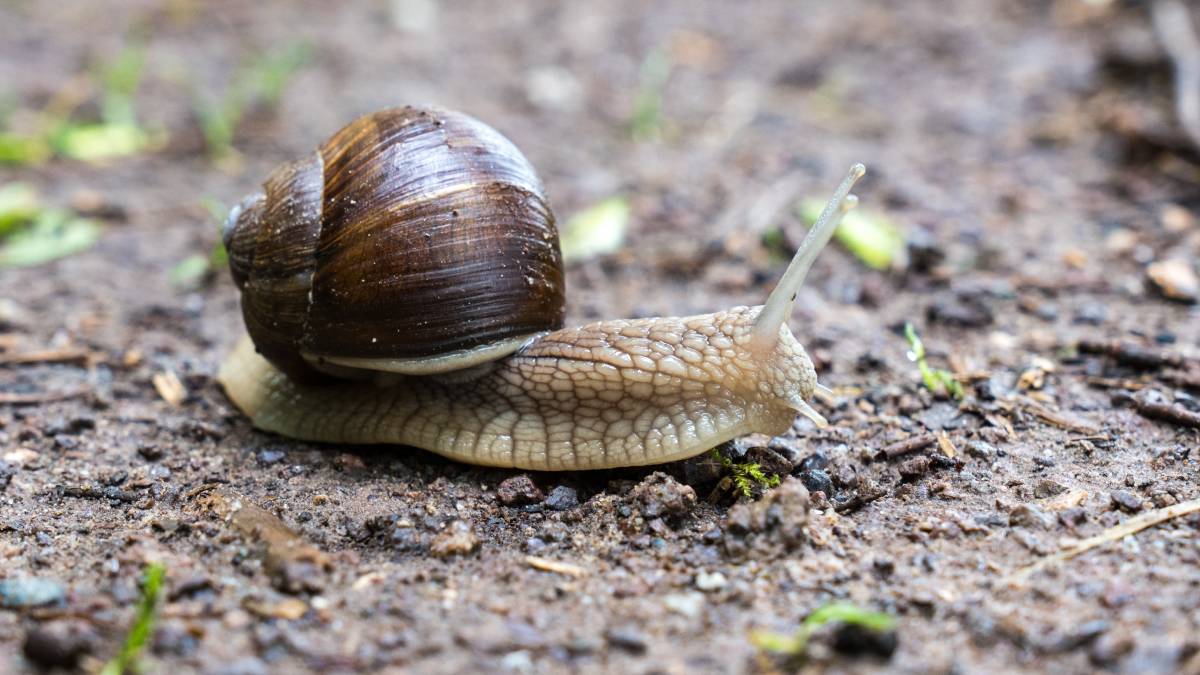 Técnicos acompanham de perto a adaptação dos caracóis às florestas havaianas. Foto: Freepik