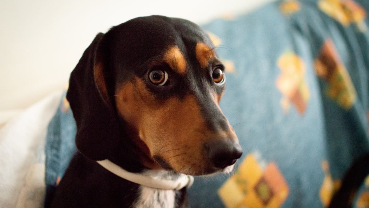 A história do animal antes mesmo de ele chegar ao novo lar é outro fator decisivo. O equilíbrio emocional de um cão começa a ser moldado na gestação; se a mãe passou por situações de estresse durante a gravidez, isso pode afetar o desenvolvimento dos filhotes.