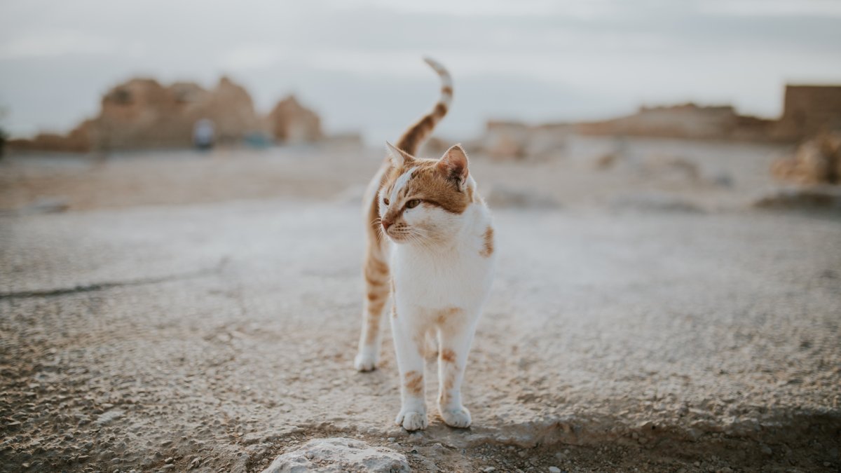 Cientistas japoneses descobriram que a forma como a coluna vertebral dos gatos se move ajuda a explicar por que eles quase sempre conseguem cair de pé