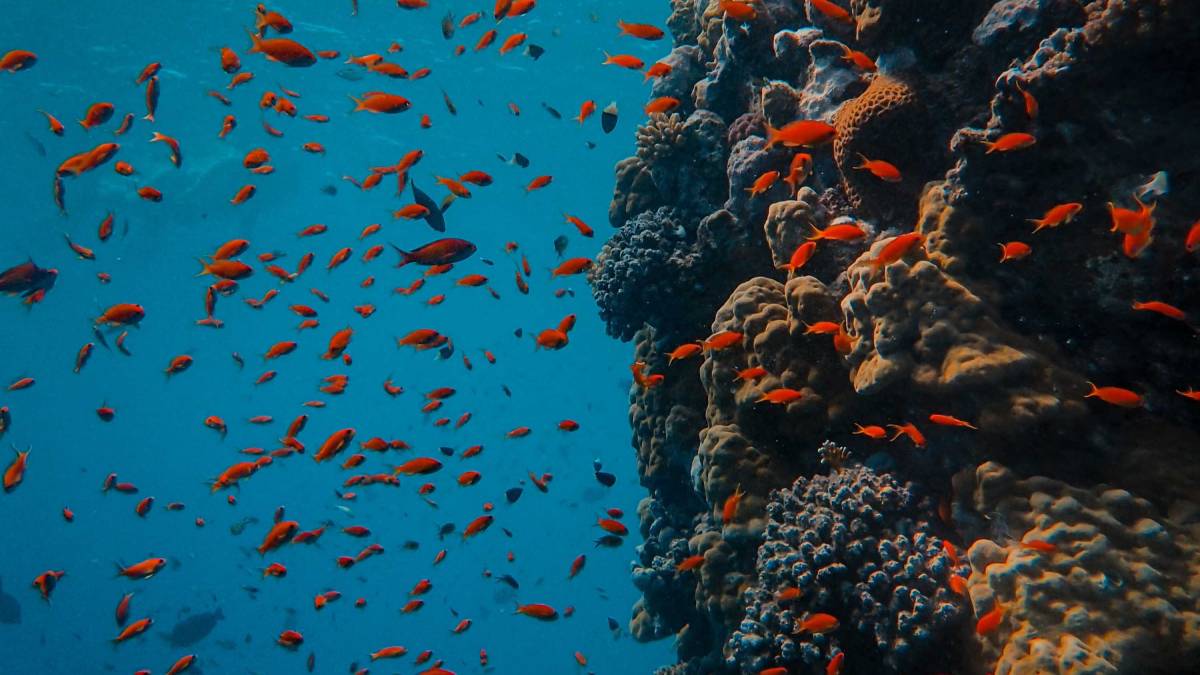 Mapas batimétricos ajudam a visualizar como o Challenger Deep se destaca dentro da Fossa das Marianas (Foto: Freepik)