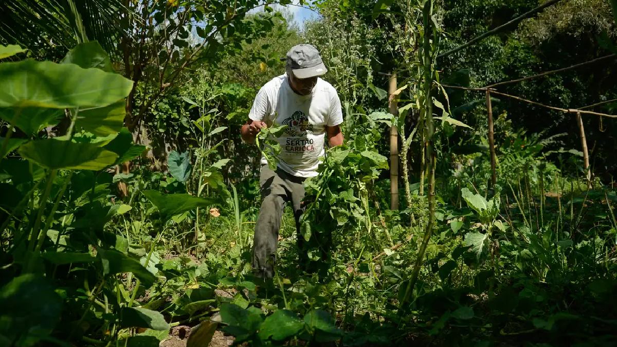 O Garantia Safra foi criado para proteger a renda de agricultores familiares em municípios atingidos por estiagem ou excesso hídrico. Foto: Tomaz Silva/AB