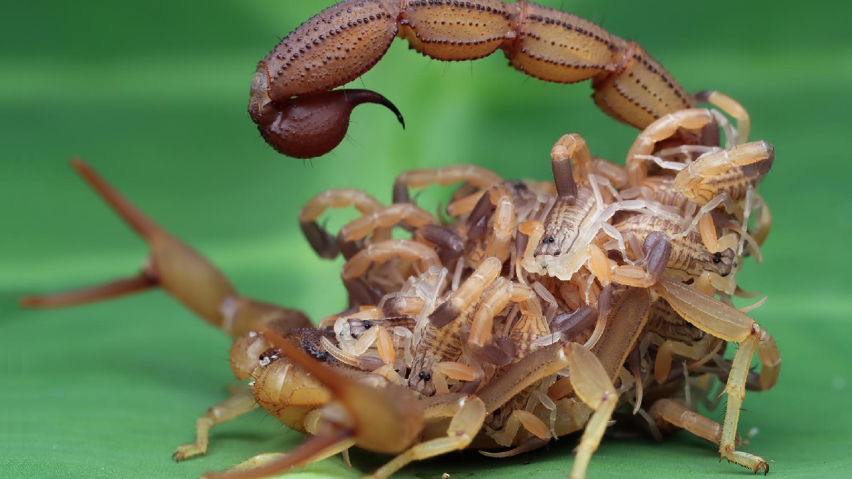 Implementação de uma barreira de plantas representa uma abordagem ecológica e proativa para aumentar a proteção contra escorpiões e lacraias - (Kuritafsheen77/Freepik)