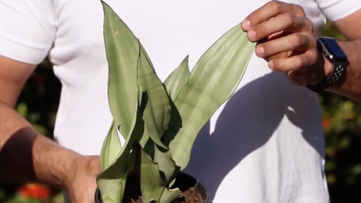 A planta filtra poluentes como benzeno e amônia. 