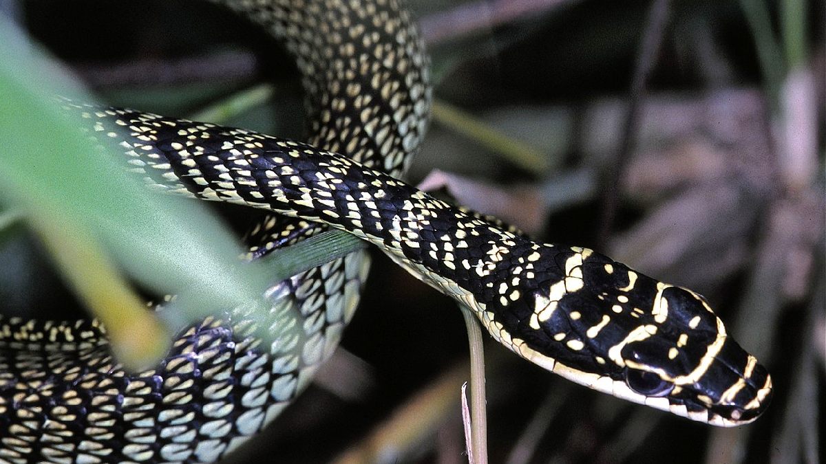 A cobra, na verdade, não tem asas ou capacidade real de se manter no ar por muito tempo. Foto: Wikimedia Commons