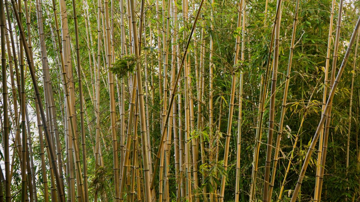 Apesar da beleza e velocidade, é importante controlar os rizomas para evitar que o bambu invada outras áreas do jardim (Fotos:Freepik)