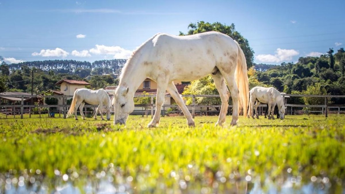 Hotéis fazenda perto de Campinas oferecem contato com a natureza, trilhas, piscinas e atividades para famílias.