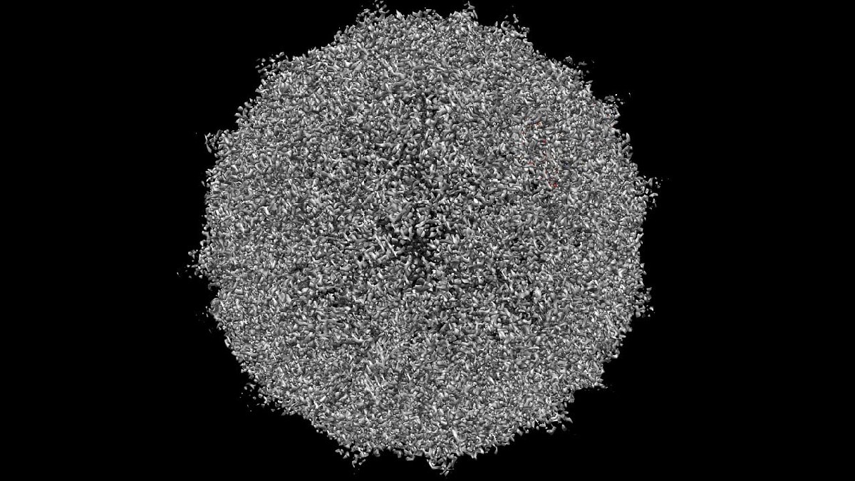 Amígdalas e adenoides fazem parte do sistema de defesa e ficam numa área que vive em contato com microrganismos. (Foto: Cancer Research UK / Wikimedia Commons)