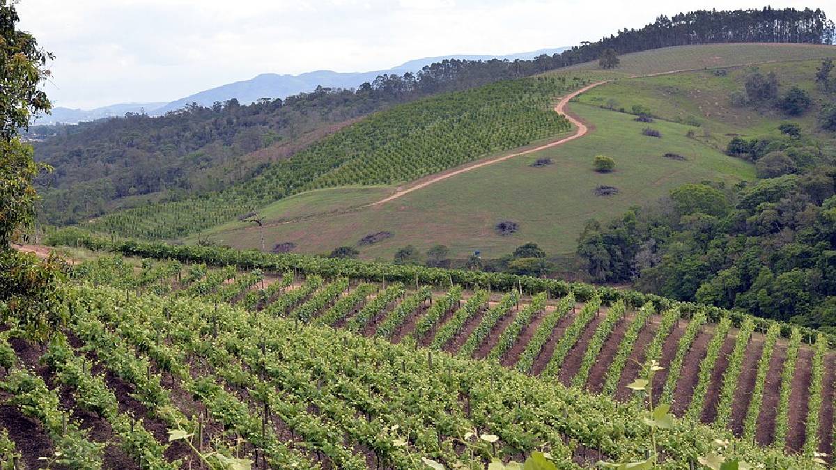 As vinícolas ajudam a contar a tradição rural da cidade, que hoje reúne 16 adegas e mantém o vinho como parte forte do roteiro turístico local (Foto: agriculturasp / Wikimedia Commons)