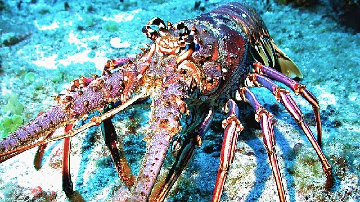Muito abundante no Caribe, a lagosta espinhosa (Panulirus argus) entra em diversos cardápios dos restaurantes da região