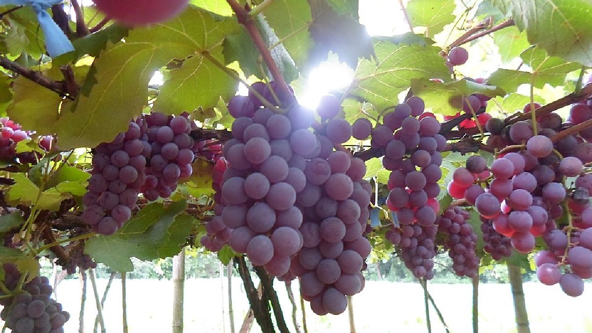 Jundiaí foi berço da uva Niágara Rosada, descrita pelo turismo oficial como a uva de mesa mais consumida no país (Foto: Rodrigo.Barbosa6 / Wikimedia Commons)