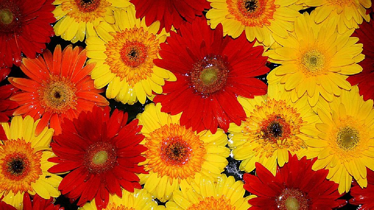 A floricultura molda a imagem turística de Holambra e ajuda a sustentar o apelo visual que fez a cidade ganhar fama no estado (Foto: Valdiney Pimenta / Wikimedia Commons)