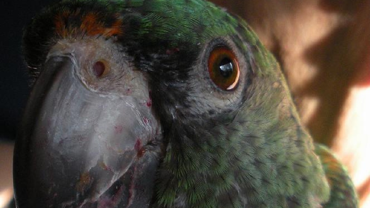 Muitos papagaios começam com sons parecidos, e o elogio na tentativa costuma acelerar o progresso (Foto: Kofiwannacracker / Wikimedia Commons)