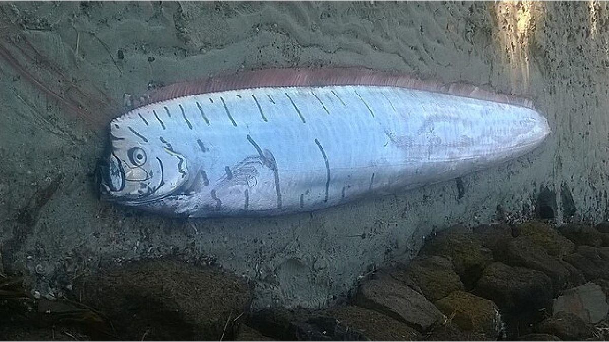 Registros de peixes-remos são extremamente raros, com menos de trinta ocorrências desde 1901 (Foto: Riccardo Marchegiani )