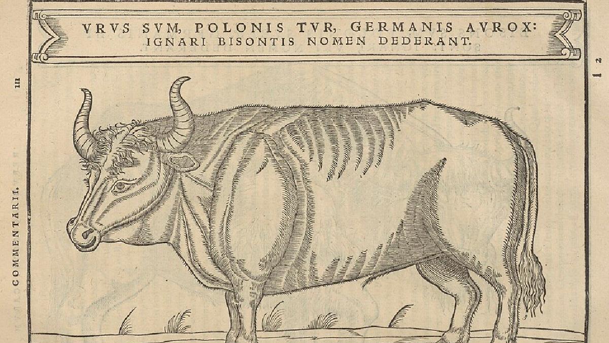 Ilustração publicada em 1556 mostra um auroque, bovino selvagem extinto no século 17 e citado entre os animais detectados no DNA sedimentar de Doggerland (Foto: Siegmund von Herberstein / Wikimedia Commons)