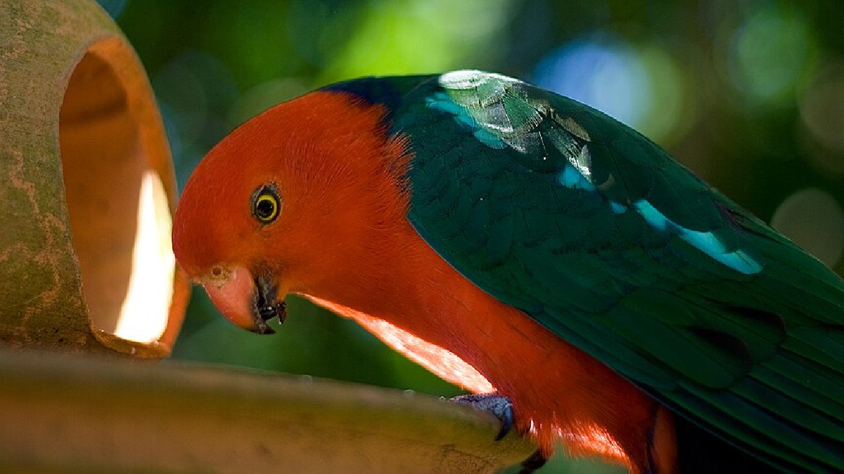 Aves muito sociais tendem a vocalizar mais, e isso ajuda na fase de imitação dentro de casa (Foto: Tim Douglas / Wikimedia Commons)