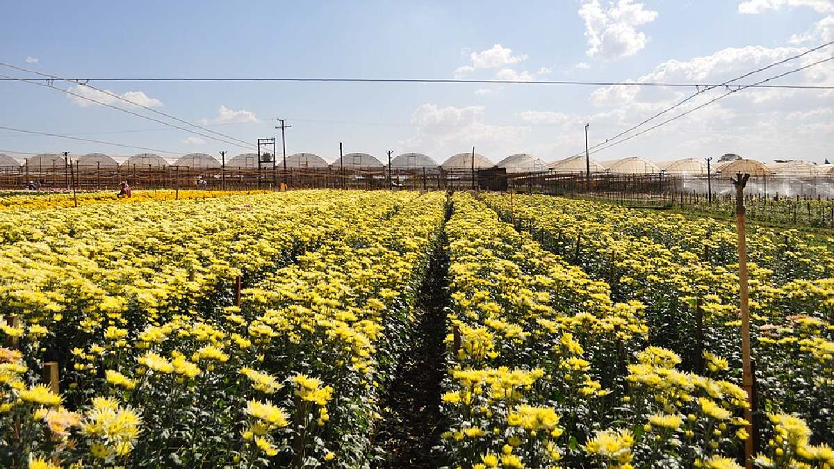Os campos de produção ajudam a explicar por que Holambra é associada às flores e aos passeios rurais ao longo do ano (Foto: Tania Parejo / Wikimedia Commons)