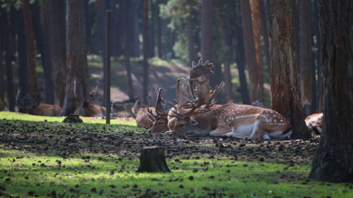 Áreas hoje inundadas pelo gélido Mar do Norte já foram florestas temperadas que eram lar para diversos animais, como veados e javalis (Foto: CG_erious / Pixabay)