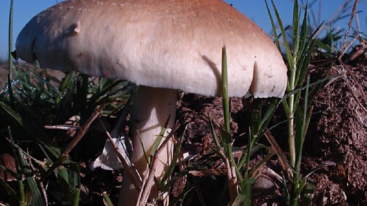 A espécie Psilocybe cubensis virou um dos símbolos mais conhecidos do debate público sobre psilocibina, embora a pesquisa clínica foque formulações controladas e suporte psicológico (Foto: Rohan523 / Wikimedia Commons)