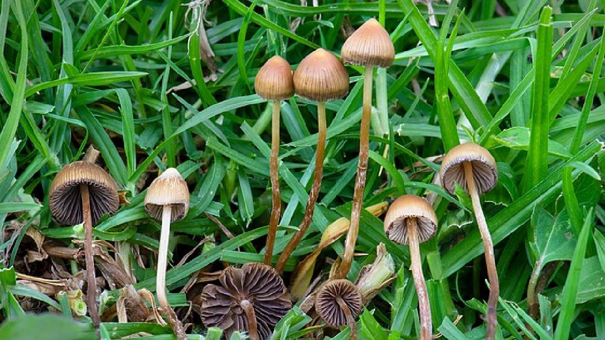 A psilocibina é encontrada em quase duzentas espécies de cogumelos, como a Psilocybe mexicana, primeira espécie na qual o composto foi encontrado