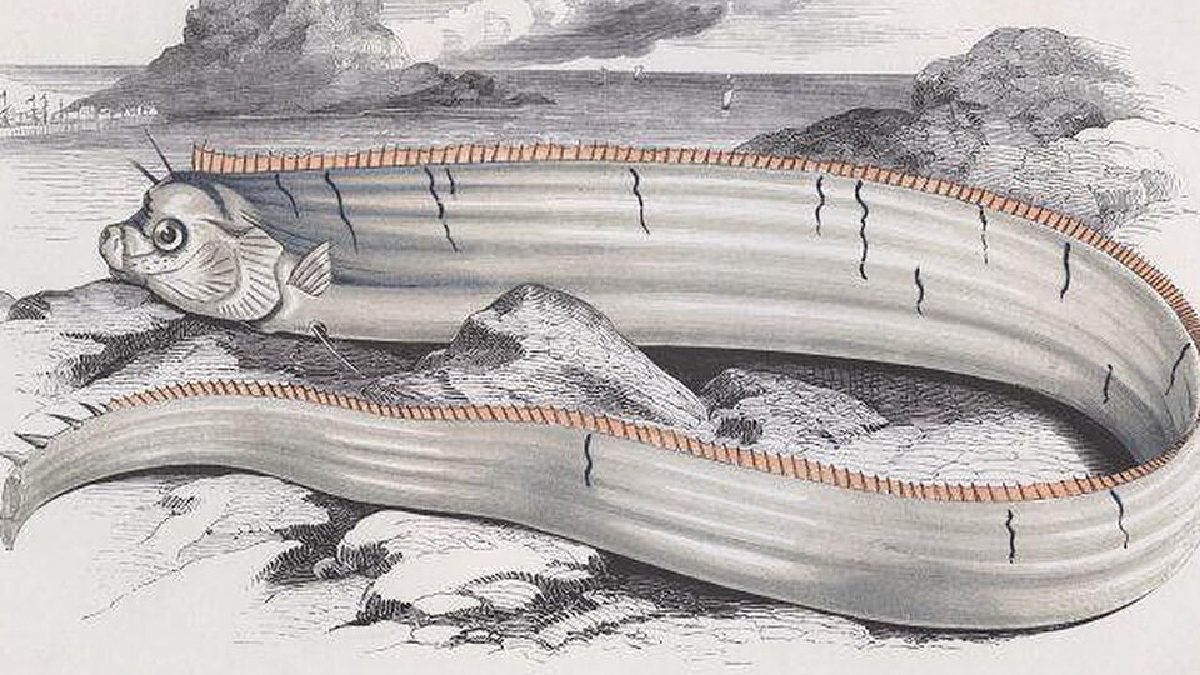 A fama do peixe-remo como um arauto dos desastres marinhos é histórica e se iniciou ainda na antiga religião folclórica japonesa, o xintoísmo (Foto: Jonathan Couch / Wikimedia Commons)