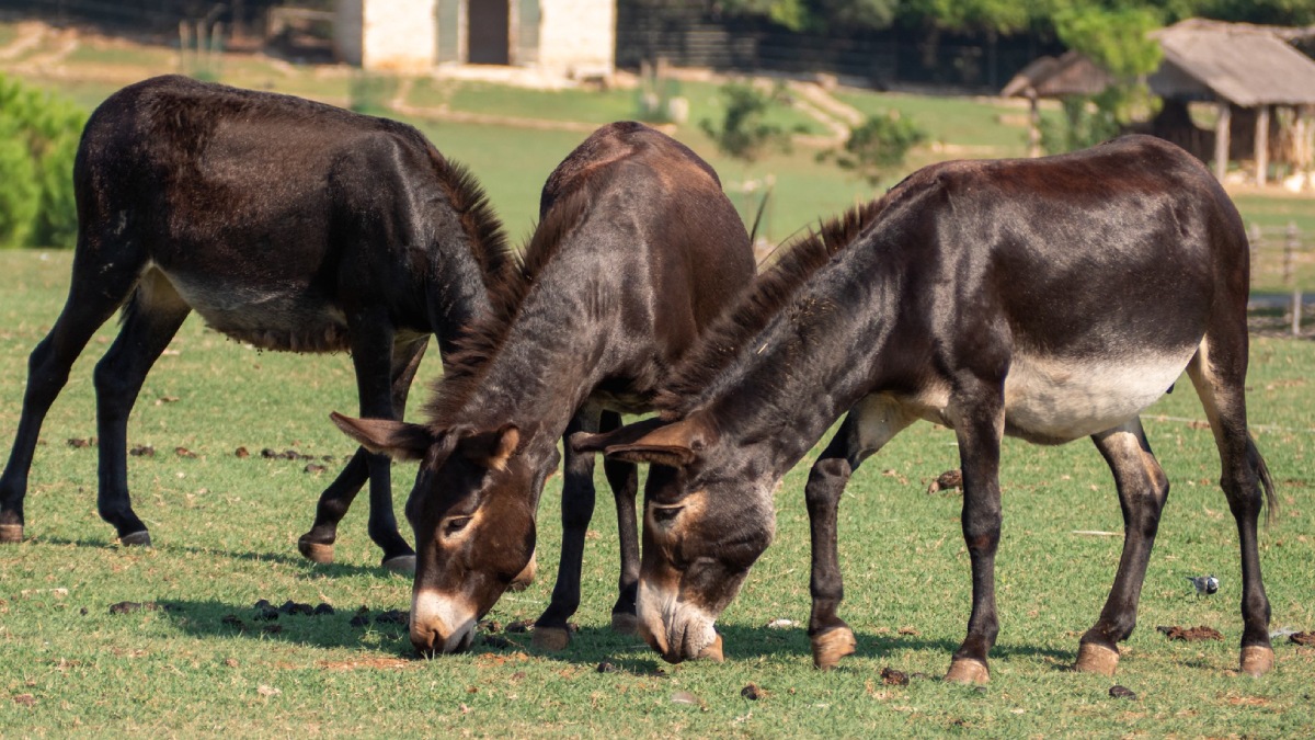 Entre 1996 e 2025, mais de um milhão de jumentos foram abatidos no País, reduzindo o rebanho nacional de 1,37 milhão de animais para cerca de 78 mil - (Wirestock/Freepik)
