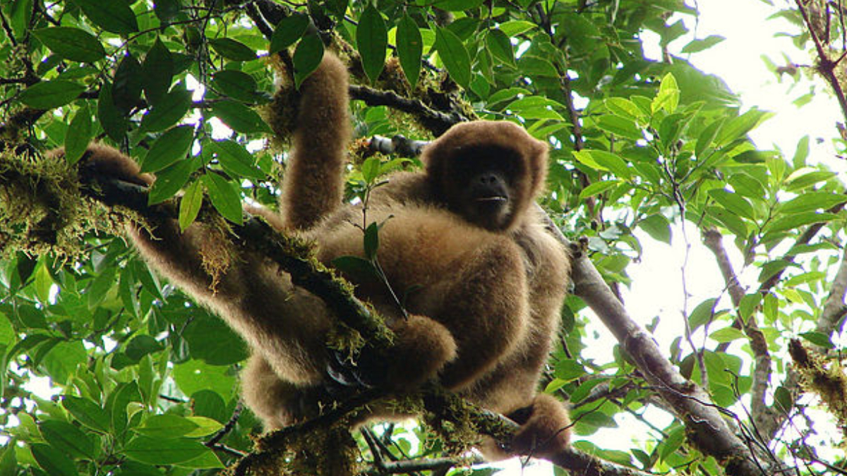 Maior primata das Américas, o muriqui-do-sul encontra refúgio em áreas preservadas do distrito (Foto: Leonardo Desordi Lobo/ Wikimedia Commons)