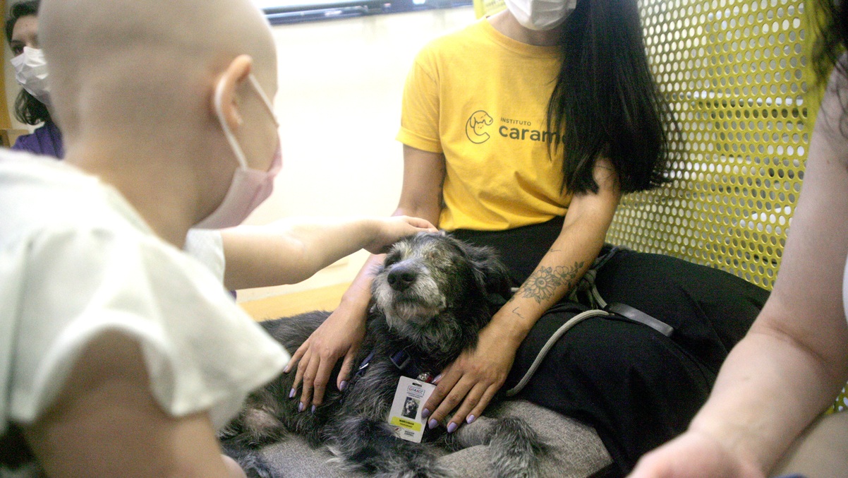 Cãezinhos do Instituto Caramelo receberam até crachá do Graacc/Thiago Neme/Gazeta de S.Paulo