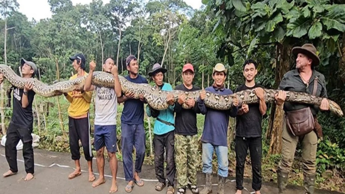A logística para lidar com o animal impressiona: são necessários nove homens para carregar a serpente - (Divulgação/Guinness Book)