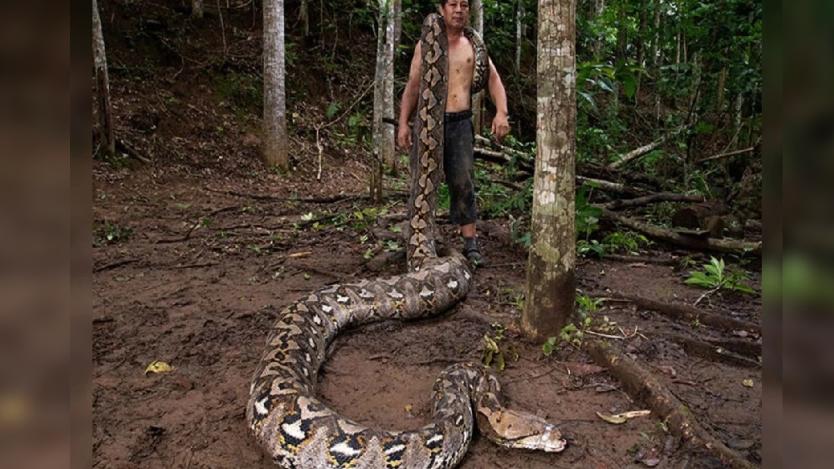 Espécie Malayopython reticulatus é nativa do Sudeste Asiático e detém o título de maior espécie de cobra do mundo - (Divulgação/Guinness Book)