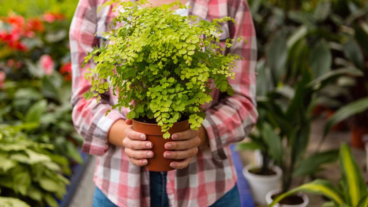 Rico em fibras, sabugo de milho pode ganhar uma função útil no jardim, ajudando a melhorar o solo e podendo ser usado na drenagem de vasos, na compostagem e na proteção das plantas