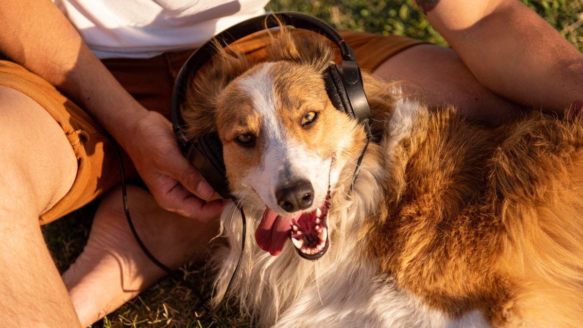 Cães expostos a reggae e soft rock apresentam sinais claros de relaxamento