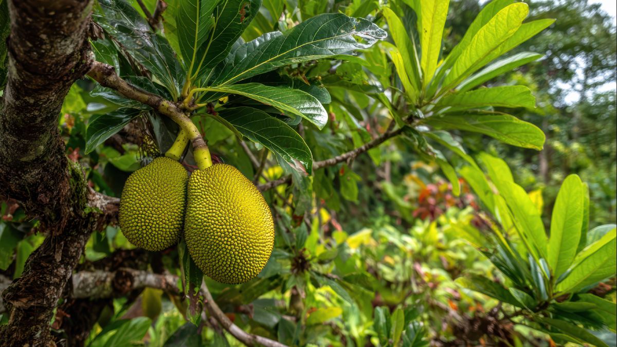Muitas pessoas convivem com árvores carregadas de jaca no quintal ou em terrenos próximos, sem imaginar o valor que ela pode alcançar em outros países