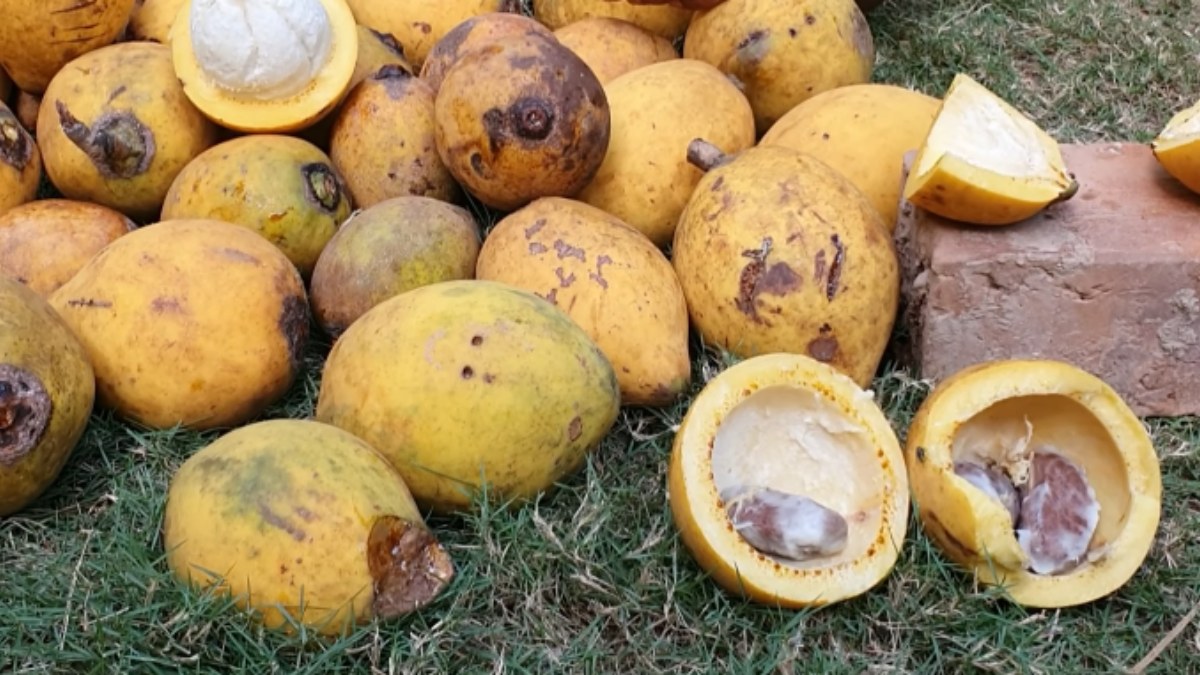 Em muitos municípios da Amazônia, ele é considerado um produto importante para a economia local (Fotos: Reprodução YouTube)