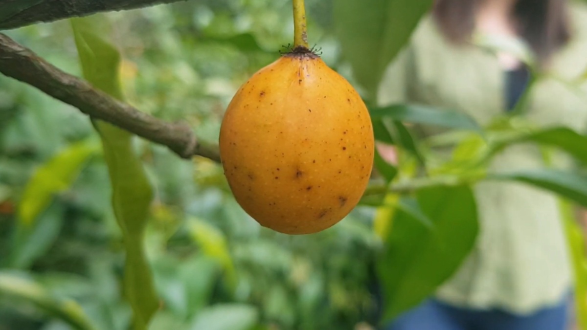 Apesar de não ser tão popular em outras regiões do país, chama atenção pelo sabor marcante e pela polpa cremosa