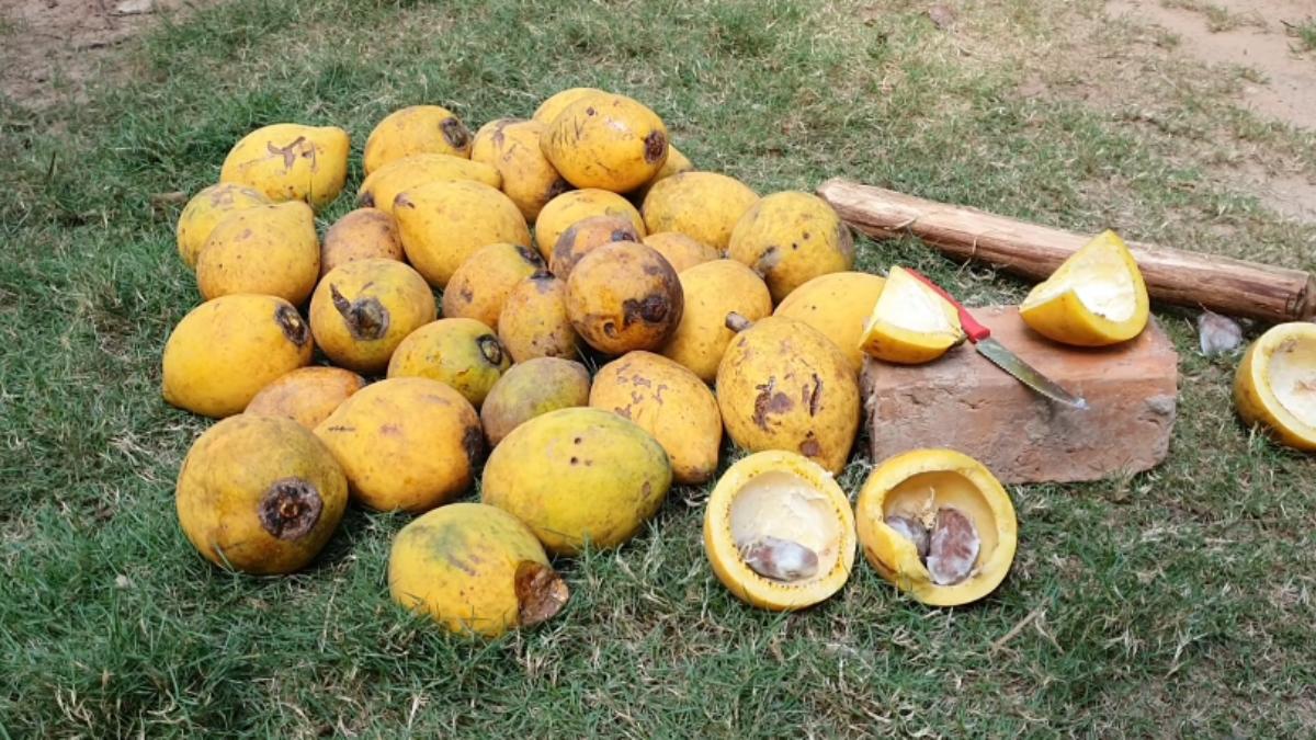 Bacuri é uma fruta comum nas regiões Norte e Nordeste do Brasil e faz parte da cultura alimentar de estados como Pará, Maranhão e Piauí