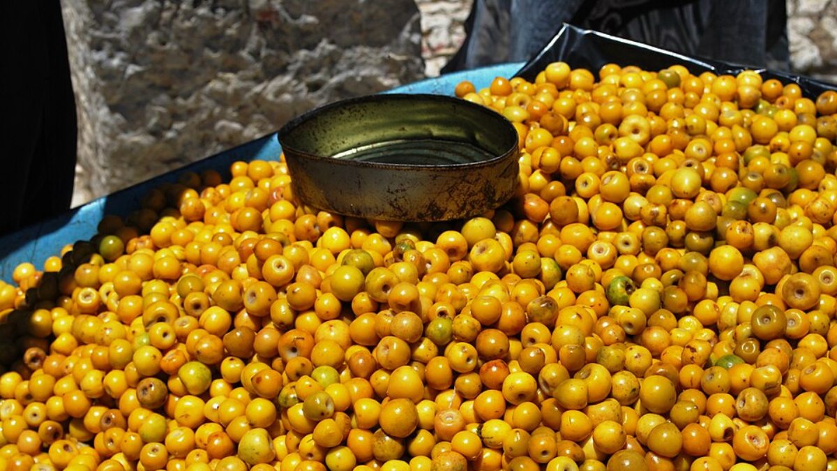 Pequeno, aromático e cheio de personalidade, o murici é uma fruta bastante querida em várias regiões do Brasil (Foto: AlejandroLinaresGarcia/Wikimedia Commons)